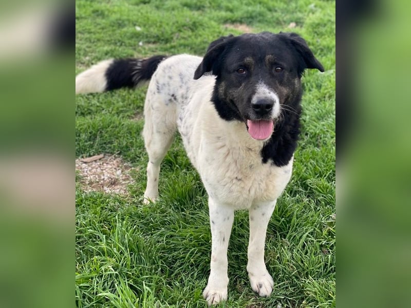 Thanio, geb. ca. 06/2020, lebt in GRIECHENLAND, im städt. Tierheim Serres