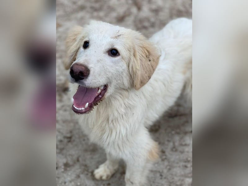 Bazo, geb. ca. 02/2025, lebt in GRIECHENLAND, auf einer privaten Pflegestelle