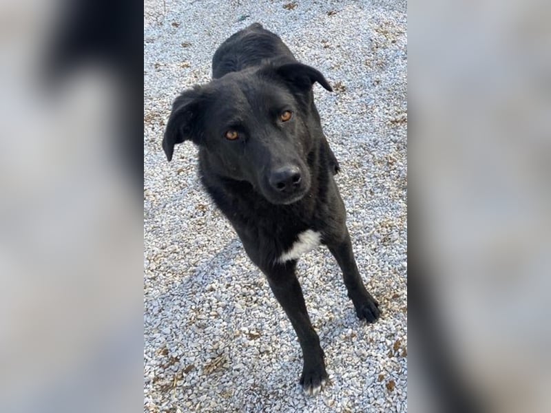 Acero, geb. ca. 01/2019, lebt in GRIECHENLAND, im städt. Tierheim Serres