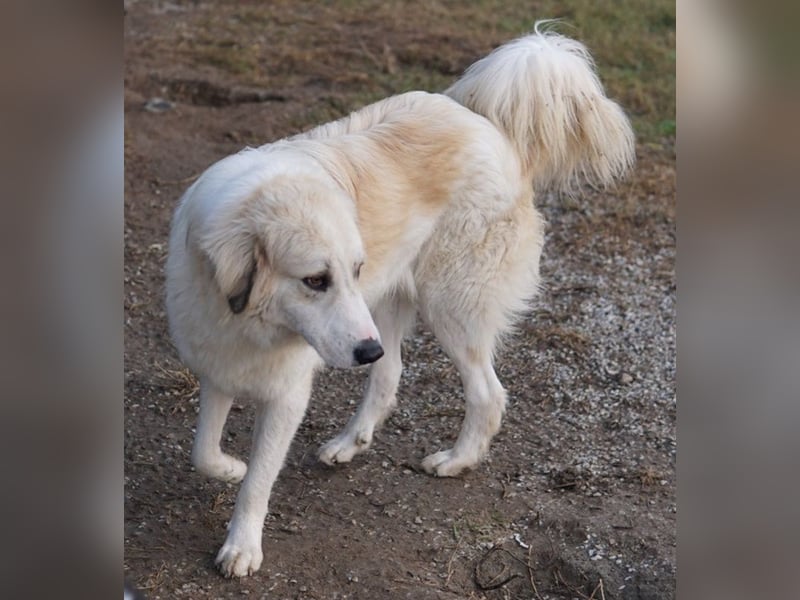 Bacardi, geb. ca. 04/2021, lebt in GRIECHENLAND, im städt. Tierheim Serres