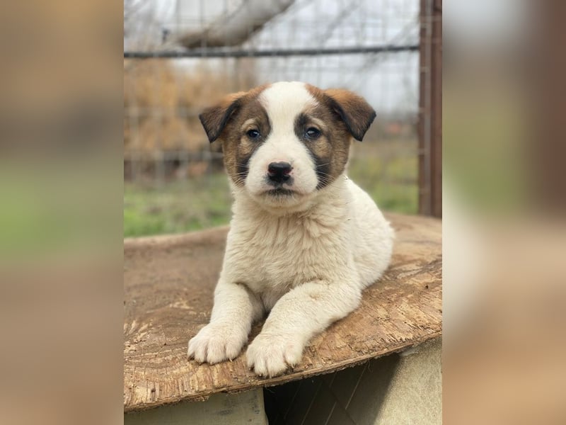 Calzone, geb. ca. 11/2025, lebt in GRIECHENLAND, auf einer privaten Pflegestelle