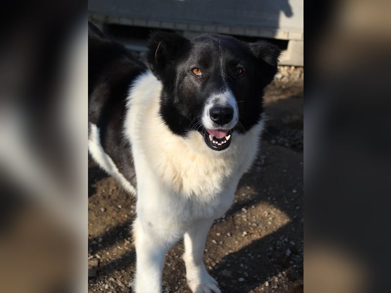 Pallene, geb. ca. 02/2021, lebt in GRIECHENLAND, im städt. Tierheim Serres