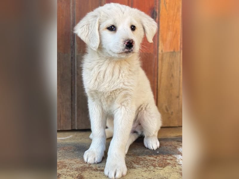 Saki, geb. ca. 03/2026, lebt in GRIECHENLAND, auf einer privaten Pflegestelle