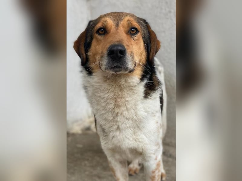 Noah, geb. ca. 10/2020, lebt in GRIECHENLAND, im städt. Tierheim Serres