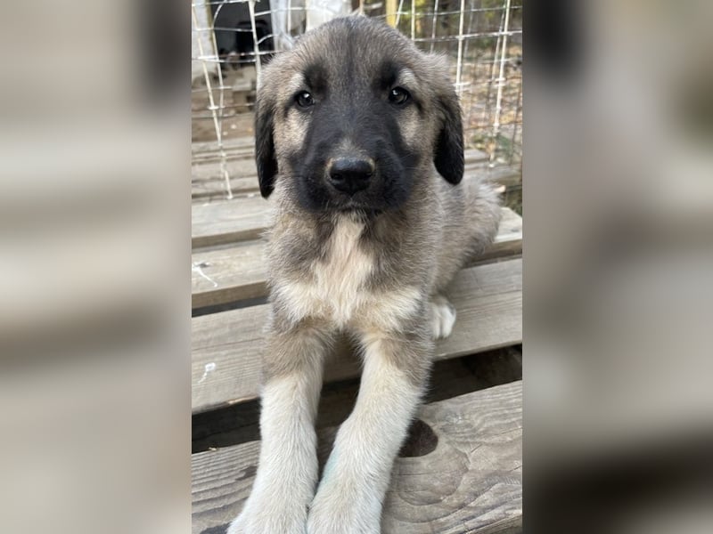 Cosy, geb. ca. 08/2022, lebt in GRIECHENLAND, auf einer privaten Pflegestelle