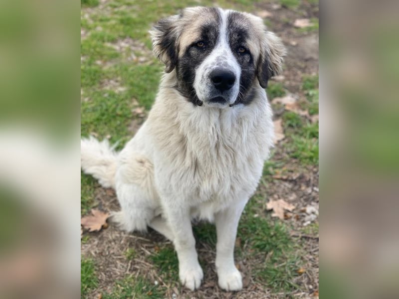 Chef, geb. ca. 07/2025, lebt in GRIECHENLAND, im städt. Tierheim Serres