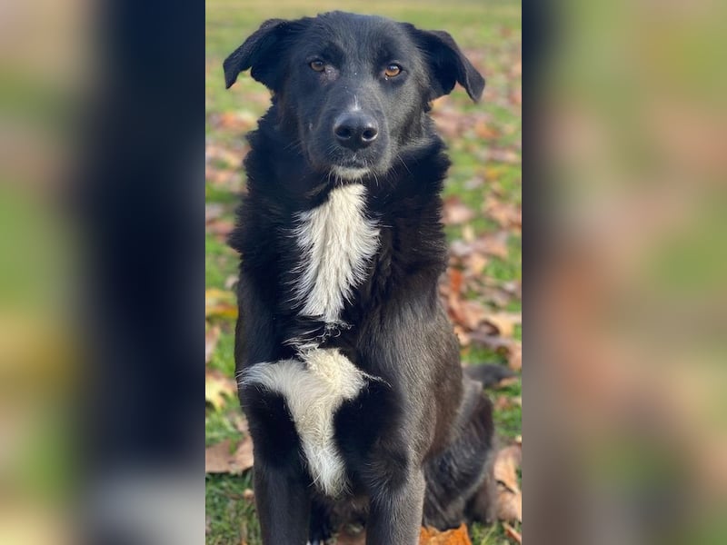 Glorietta, geb. ca. 07/2025, lebt in GRIECHENLAND, im städt. Tierheim Serres