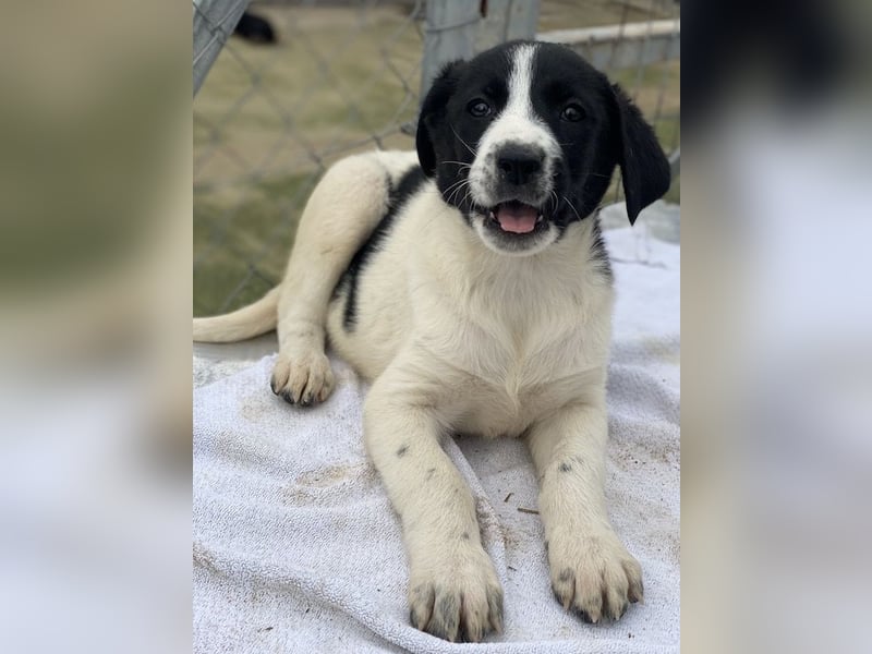 Fedra, geb. ca. 01/2024, lebt in GRIECHENLAND, im städt. Tierheim Serres