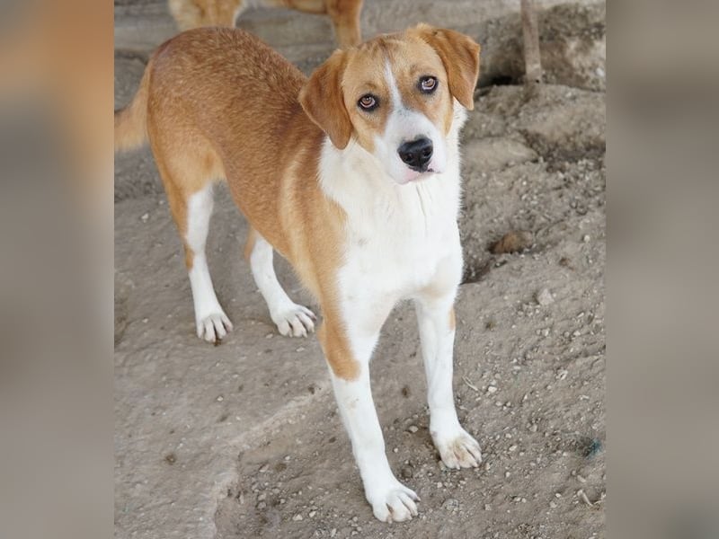 Palia, geb. ca. 09/2024, lebt in GRIECHENLAND, im städt. Tierheim Serres