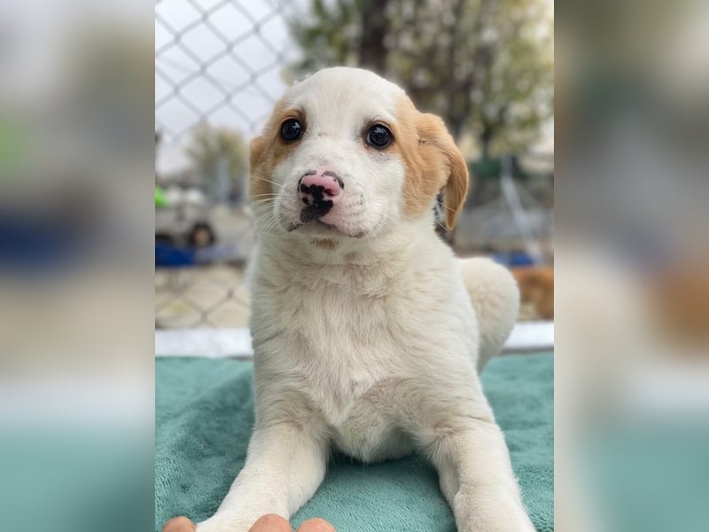 Haku, geb. ca. 08/2025, lebt in GRIECHENLAND, auf einer privaten Pflegestelle