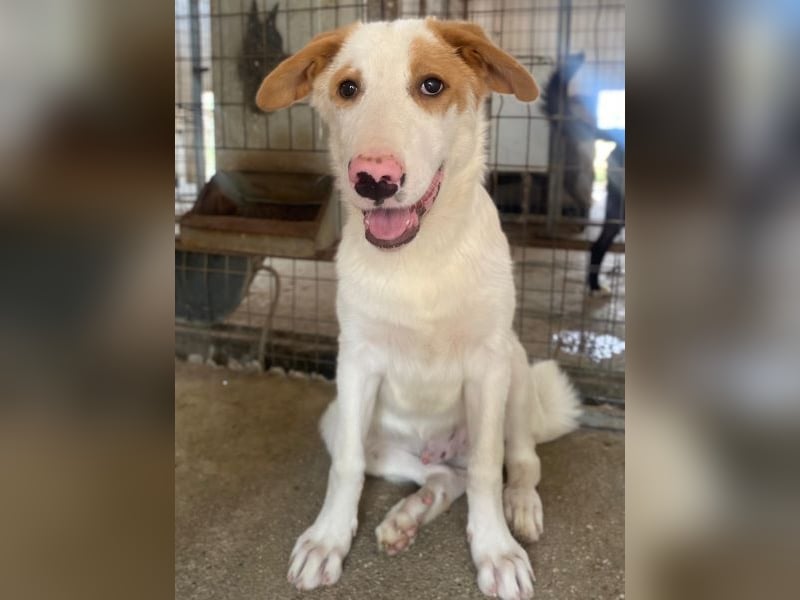 Miko, geb. ca. 02/2025, lebt in GRIECHENLAND, im städt. Tierheim Serres