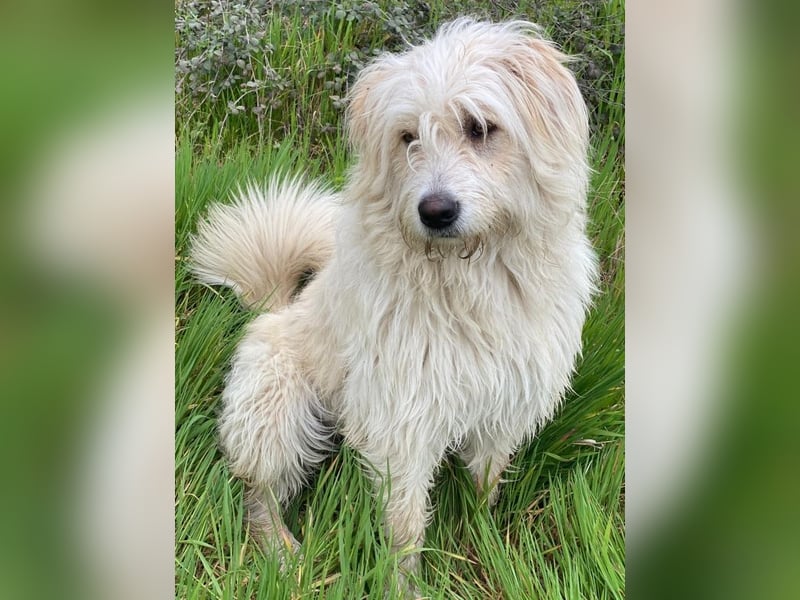 Wuschel, geb. ca. 09/2024, lebt in GRIECHENLAND, im städt. Tierheim Serres