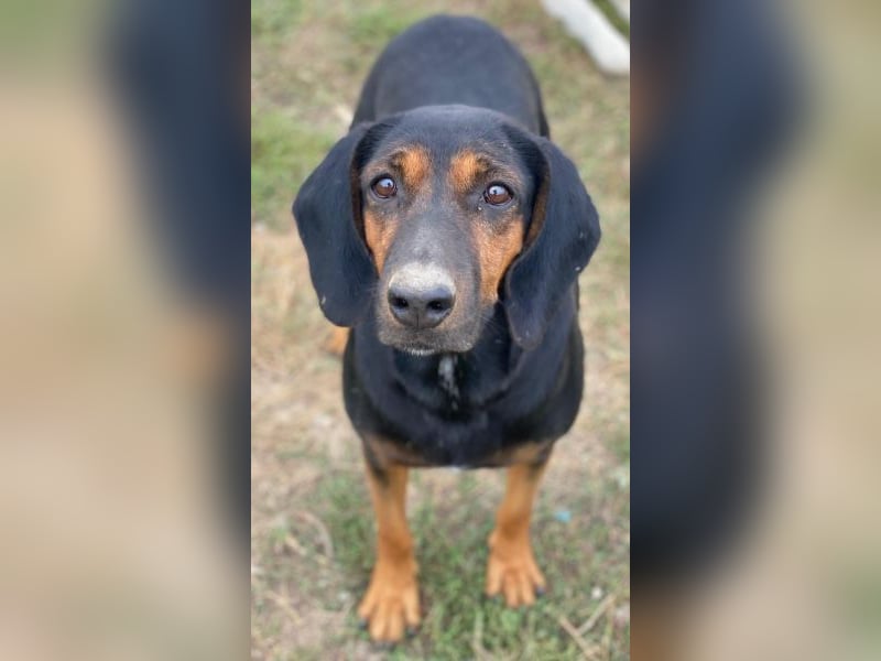 Priska, geb. ca. 08/2021, lebt in GRIECHENLAND, im städt. Tierheim Serres