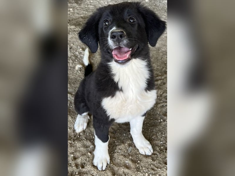 Lotti, geb. ca. 07/2025, lebt in GRIECHENLAND, auf einer privaten Pflegestelle