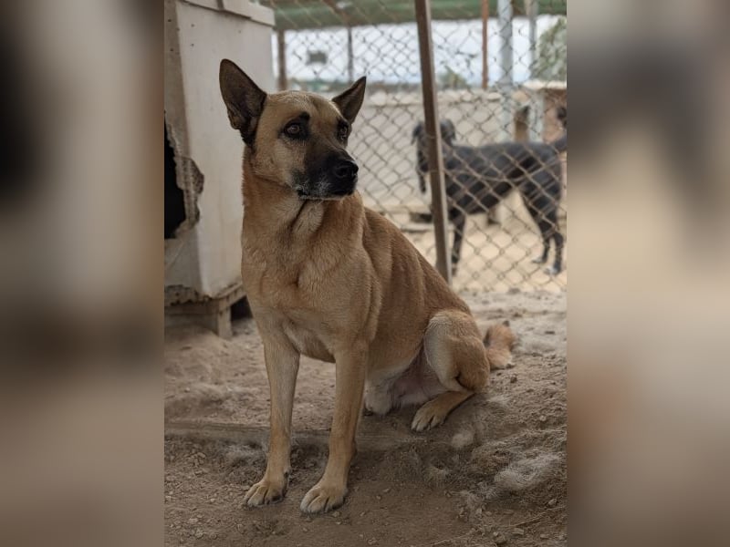 Diesel, geb. ca. 04/2022, lebt in GRIECHENLAND, im städt. Tierheim Serres