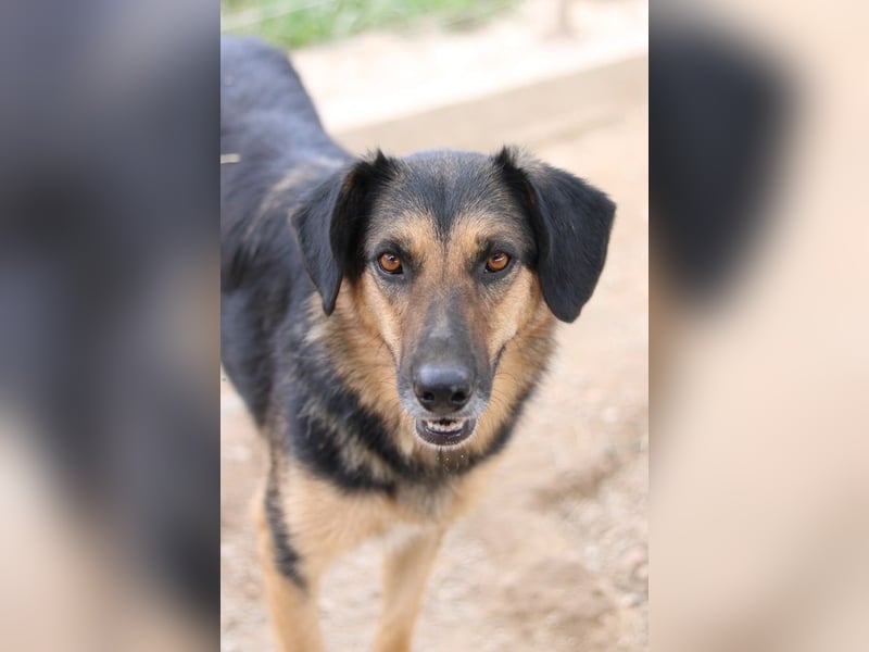 Kitaro, geb. 01/2019, lebt in GRIECHENLAND, im städt. Tierheim Serres