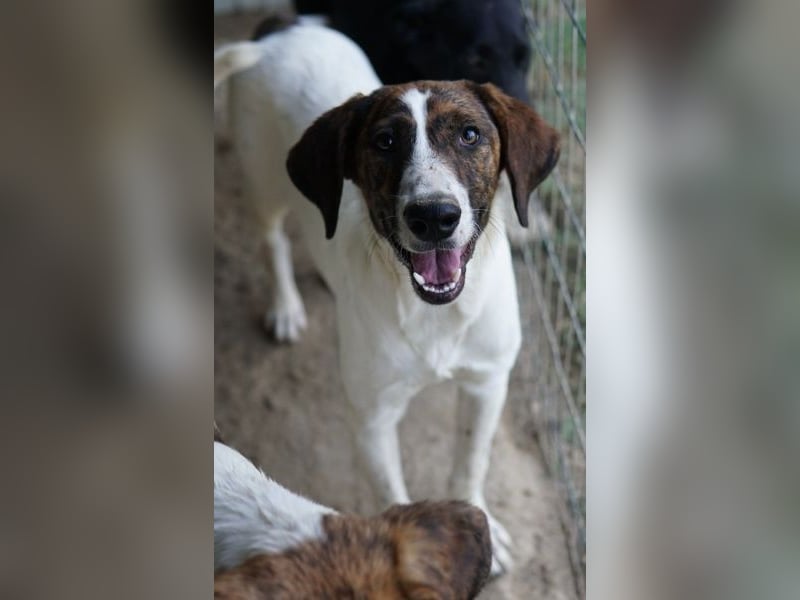 Ubena, geb. ca. 02/2025, lebt in GRIECHENLAND, auf einer privaten Pflegestelle