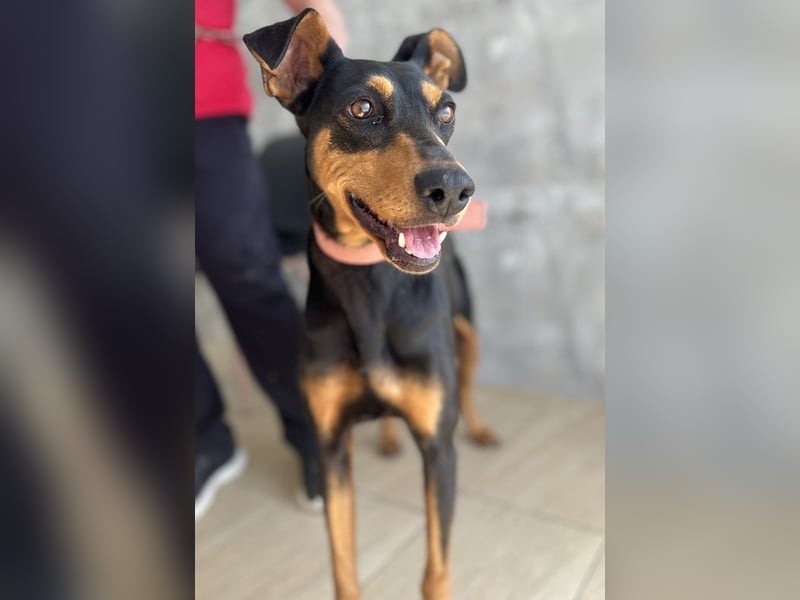 Rachel, geb. ca. 05/2020, lebt in GRIECHENLAND, auf einer privaten Pflegestelle