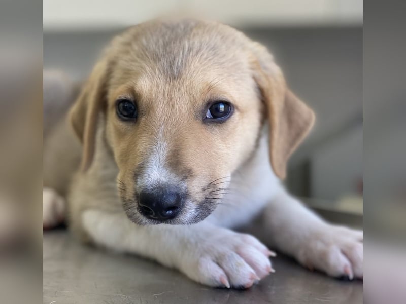 Padme, geb. ca. 04/2024, lebt in GRIECHENLAND, im städt. Tierheim Serres