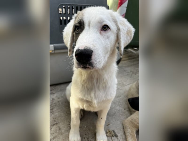 Arco, geb. ca. 02/2024, lebt in GRIECHENLAND, im städt. Tierheim Serres