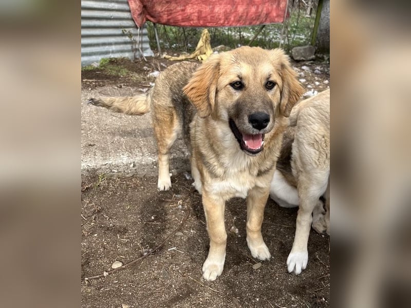 Luana, geb. ca. 10/2023, lebt in GRIECHENLAND, auf einem Gelände, Hunde werden notdürftig versorgt