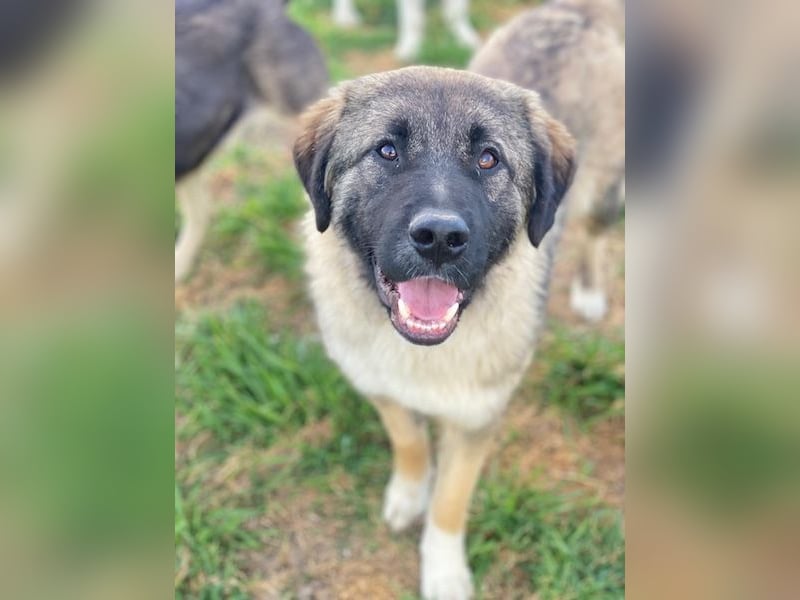 Moglito, geb. ca. 03/2025, lebt in GRIECHENLAND, im städt. Tierheim Serres