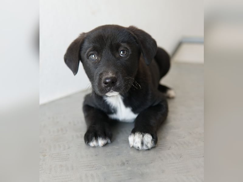 Jula, geb. ca. 12/2025, lebt in GRIECHENLAND, auf einer privaten Pflegestelle