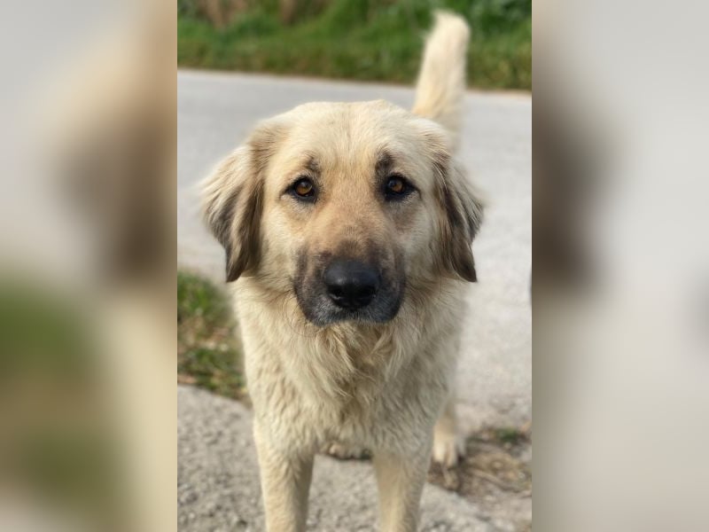 Hermine Granger, geb. ca. 12/2023, lebt in GRIECHENLAND, im städt. Tierheim Serres