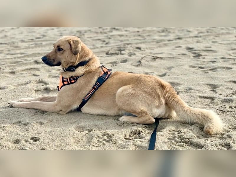 Fanta, geb. ca. 05/2017, lebt bei einer Familie in 48317 Drensteinfurt, Vermittlungshilfe