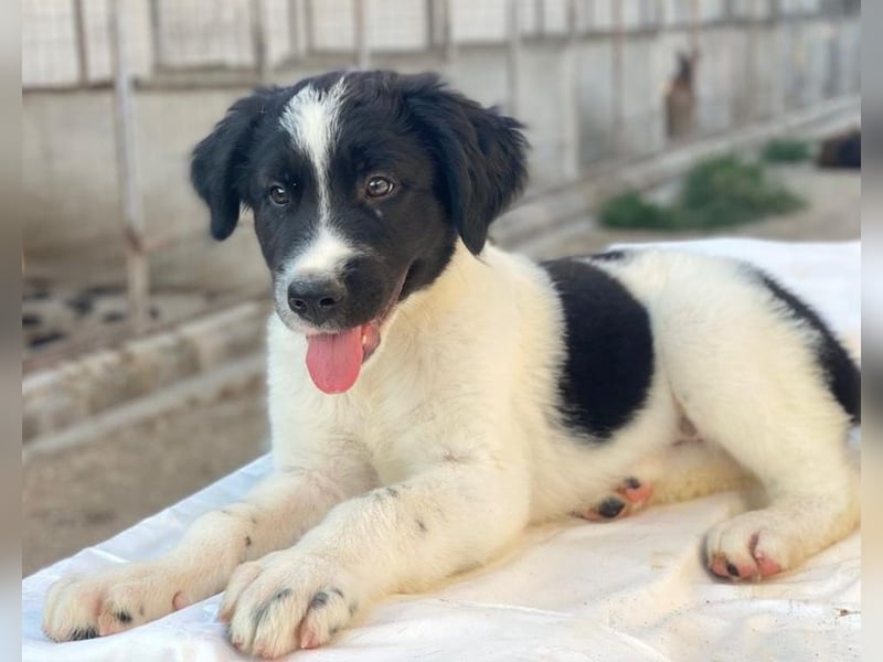 Anastasia, geb. ca. 05/2025, lebt in GRIECHENLAND, im städt. Tierheim Serres