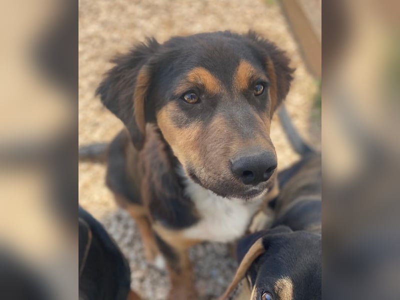 Quasti, geb. ca. 02/2025, lebt in GRIECHENLAND, auf einer privaten Pflegestelle