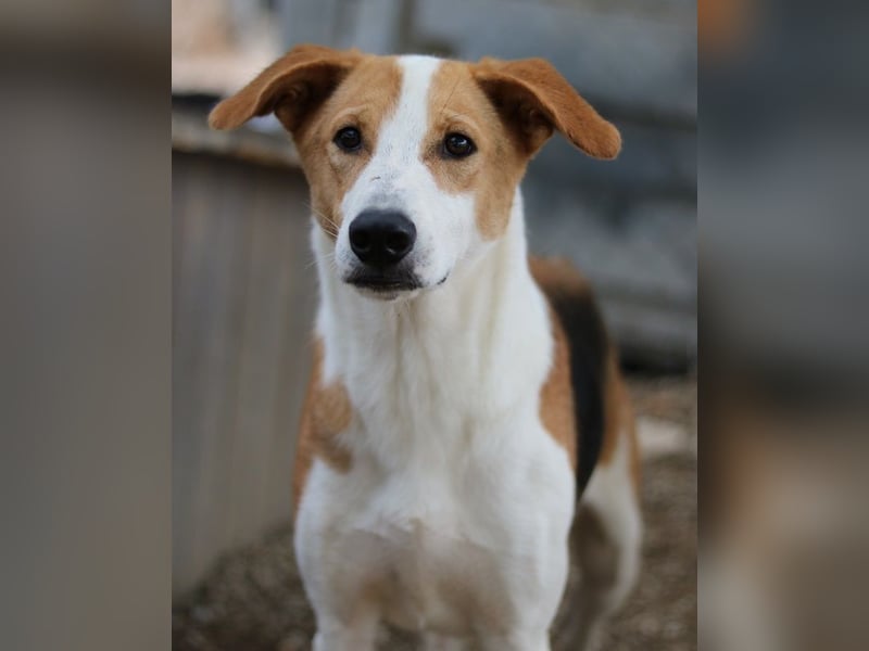 Eneas, geb. ca. 07/2023, lebt in GRIECHENLAND, im städt. Tierheim Serres