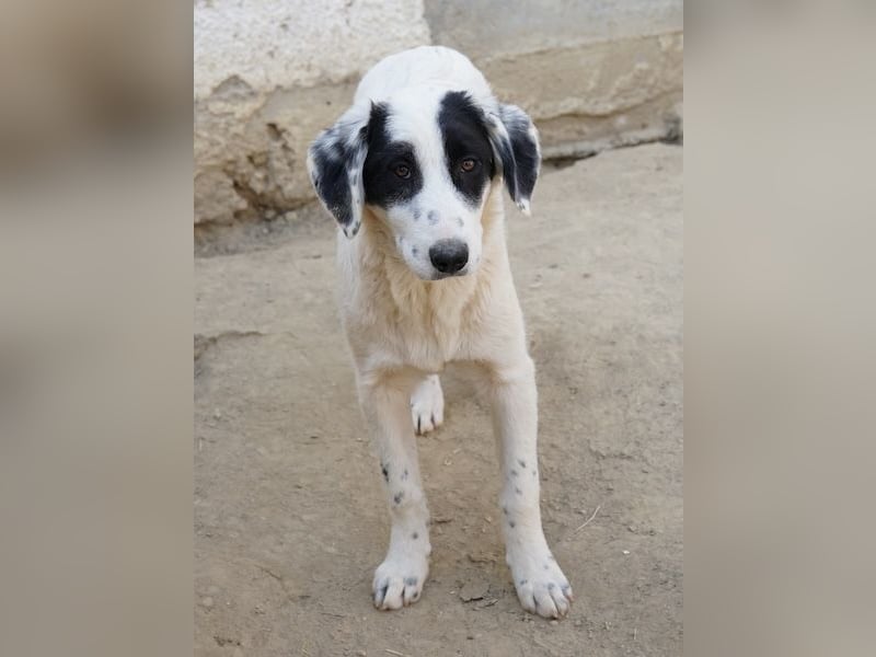 Sauvignon Blanc, geb. ca. 09/2025, lebt in GRIECHENLAND, auf einer privaten Pflegestelle