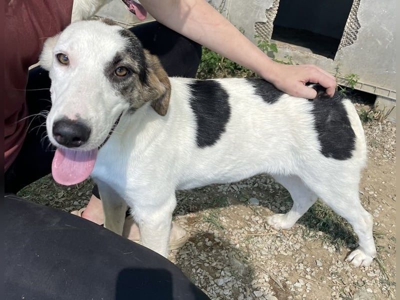  Colette, geb. ca. 02/2022, lebt in GRIECHENLAND, im städt. Tierheim Serres