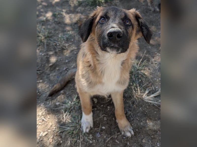 Flint, geb. ca. 03/2025, lebt in GRIECHENLAND, auf einer privaten Pflegestelle