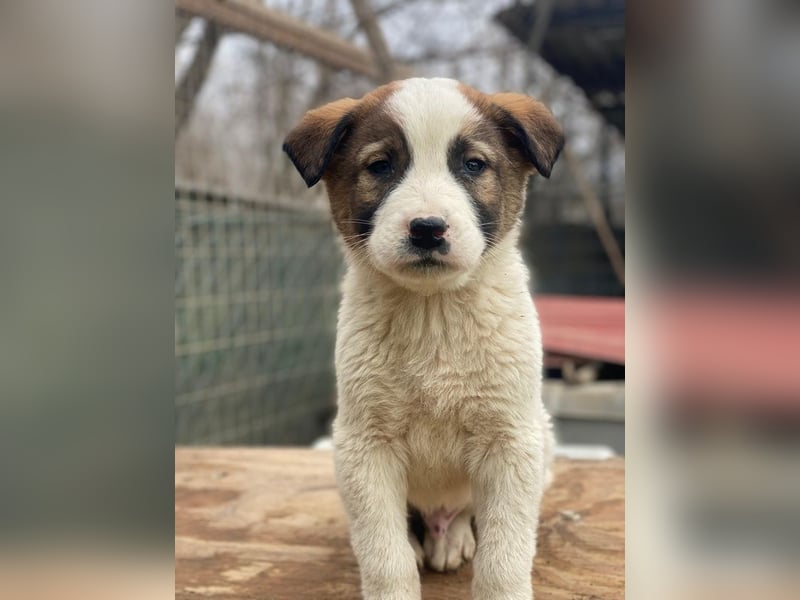 Calzone, geb. ca. 11/2025, lebt in GRIECHENLAND, auf einer privaten Pflegestelle