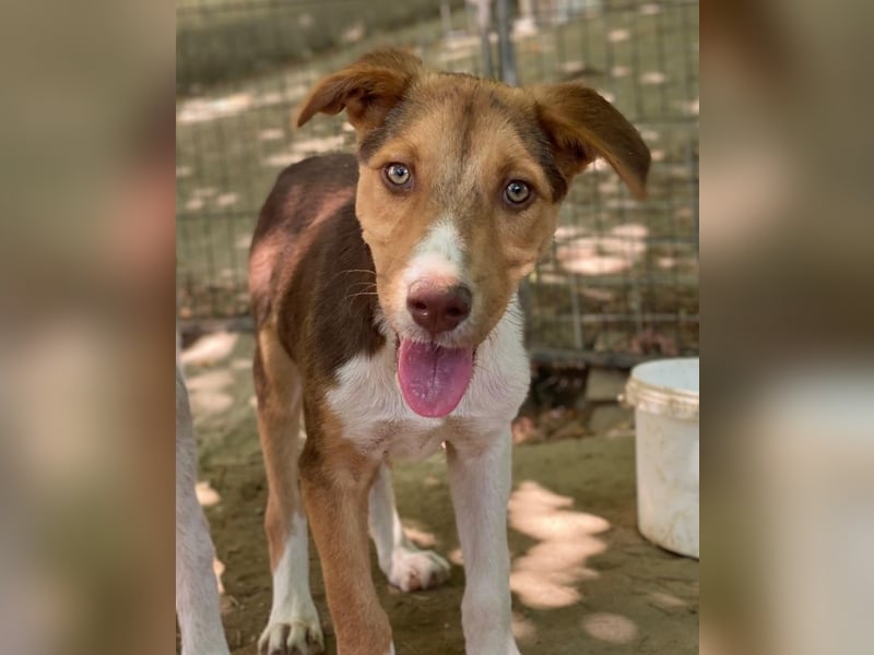 Hardo, geb. ca. 01/2025, lebt in GRIECHENLAND, auf einer privaten Pflegestelle