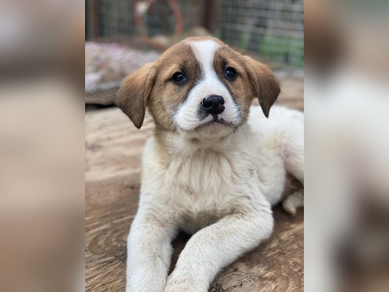 Bufala, geb. ca.11/2025, lebt in GRIECHENLAND, auf einer privaten Pflegestelle