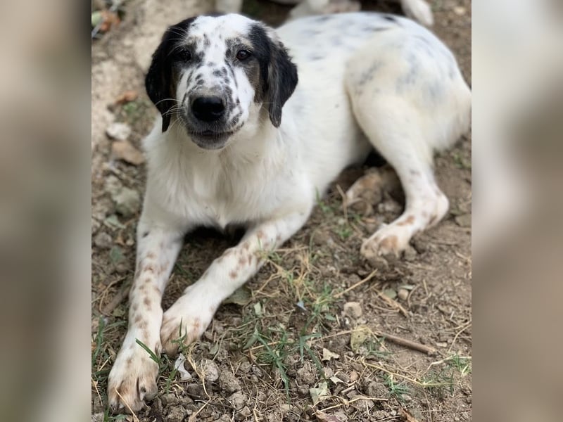 Lime, geb. ca. 02/2023, lebt in GRIECHENLAND, auf einer privaten Pflegestelle