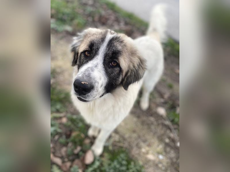 Chef, geb. ca. 07/2025, lebt in GRIECHENLAND, im städt. Tierheim Serres