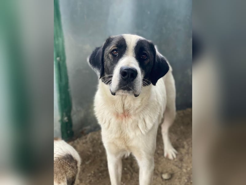 Marinara, geb. ca. 01/2025, lebt in GRIECHENLAND, auf einer privaten Pflegestelle