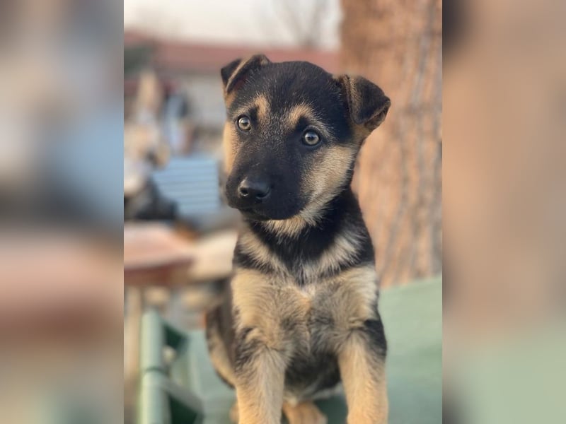 Heidi, geb. ca. 12/2025, lebt in GRIECHENLAND, auf einer privaten Pflegestelle