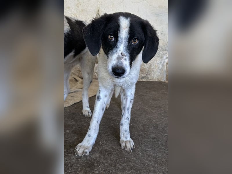 Amora, geb. ca. 03/2024, lebt in GRIECHENLAND, auf einer privaten Pflegestelle