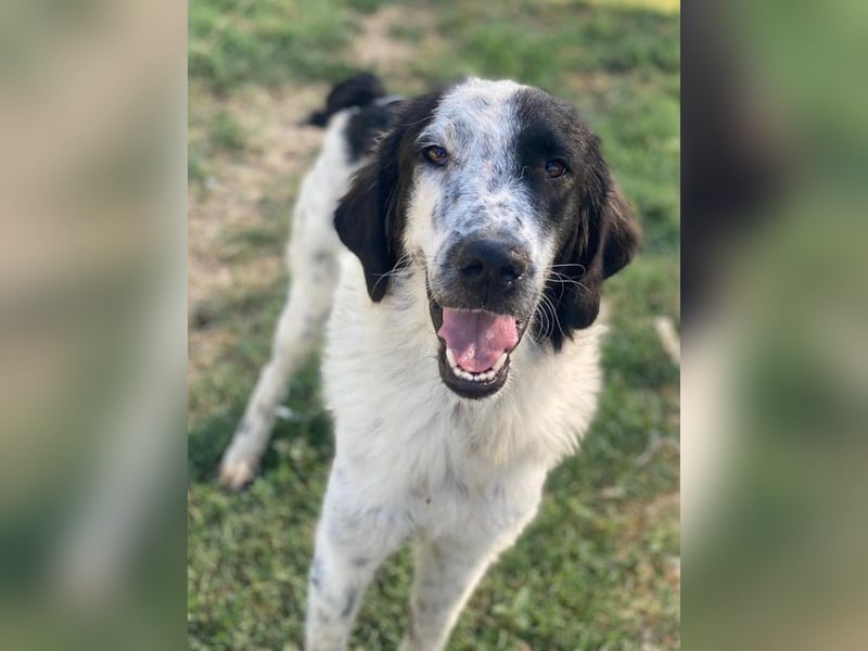 Yuni, geb. ca. 03/2023, lebt in GRIECHENLAND, im städt. Tierheim Serres