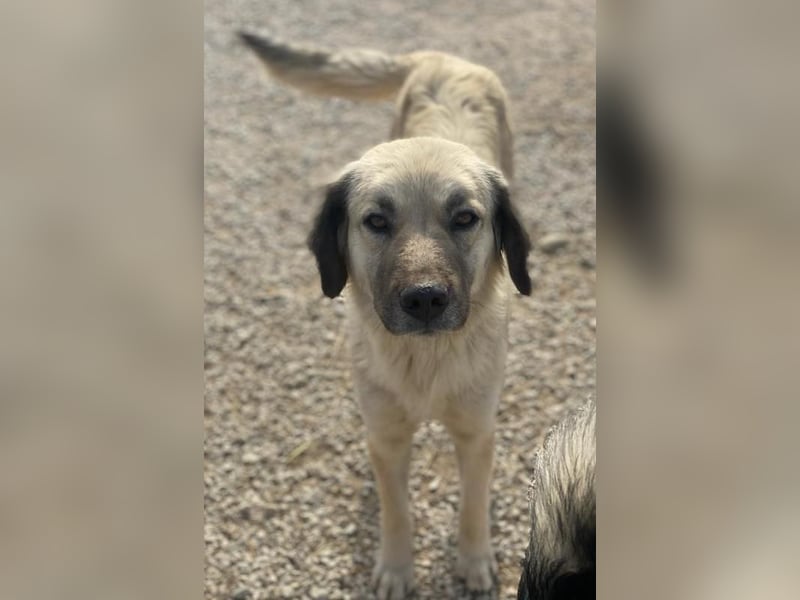 Frea, geb. ca. 02/2021, lebt in GRIECHENLAND, im städt. Tierheim Serres