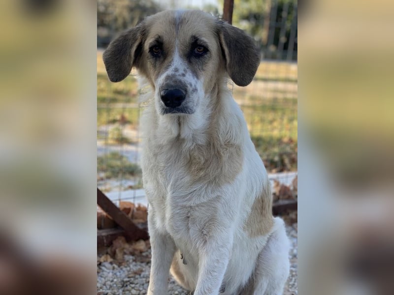 Meraki, geb. ca. 03/2019, lebt in GRIECHENLAND, im städt. Tierheim Serres