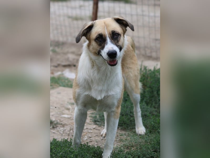 Jeanie, geb. ca. 05/2023, lebt in GRIECHENLAND, im städt. Tierheim Serres