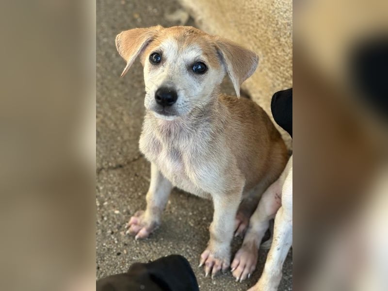 Rosie, geb. ca. 05/2026, lebt in GRIECHENLAND, im städt. Tierheim Serres