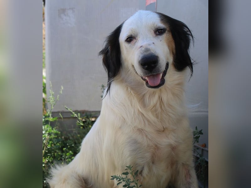 Lyra, geb. ca. 06/2021, lebt in GRIECHENLAND, auf einem Gelände, wird notdürftig versorgt