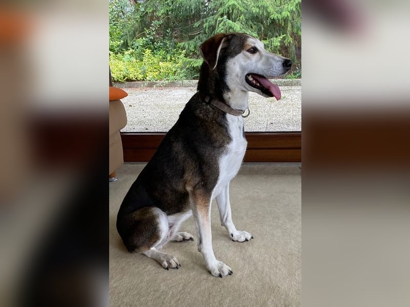 Portia, geb. ca. 06/2017, lebt auf einer Pflegestelle in 21220 Seevetal